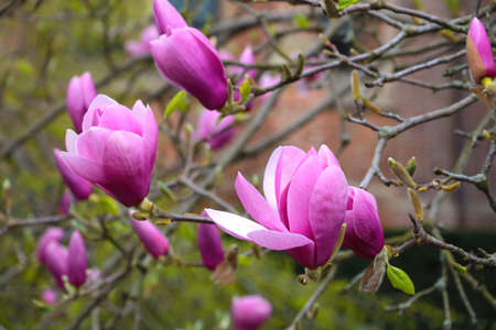 A branch of a flowering magnolia in the park close-upの写真素材