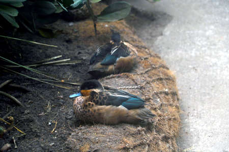 View of a sleeping duck on the shoreの写真素材
