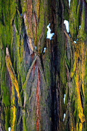 Vertical photo. The texture of the bark of the tree, backgroundの写真素材