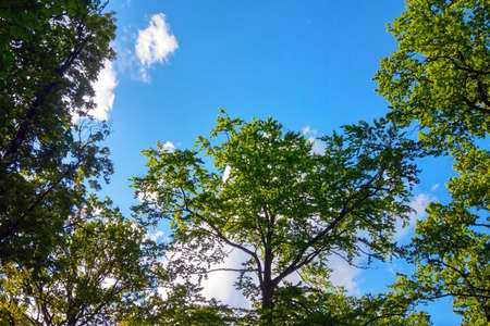 Green tops of trees against the blue skyの写真素材