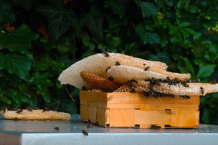 Bees are sitting on the combs. Healthy tasty honeyの写真素材