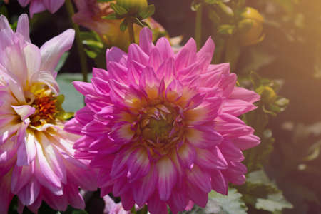 Blooming dahlia bud in the park. Fragrant scent from blooming flowersの写真素材