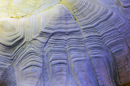 Close-up on turtle shell, background, wireframe textureの写真素材