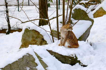 A beautiful lynx sits in the snow in winterの写真素材