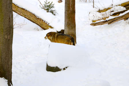 A beautiful wolf runs in the forest in winter