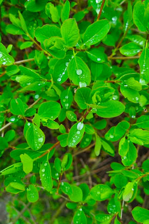 On the green branches of a bush or tree kampli from the rain. Background