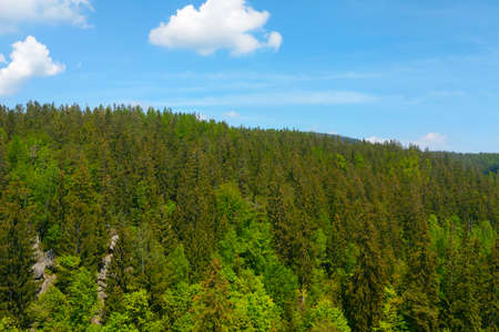 Beautiful green forest against a blue sky.の写真素材