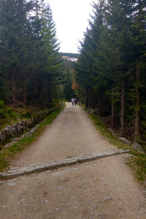 Hiking trail in a mountainous area for walks in a clear forest.の写真素材