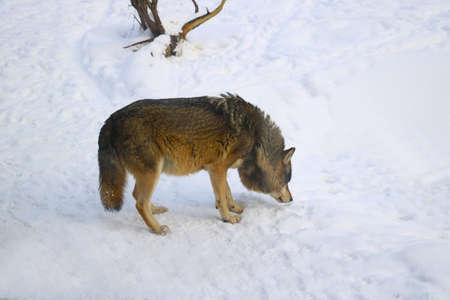 Close-up on the wolf. There is a trail in the snow.の写真素材