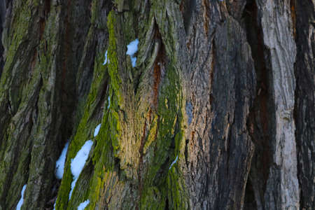 Close-up on the trunk of the bark of the tree, the texture of the tree, the background.の写真素材