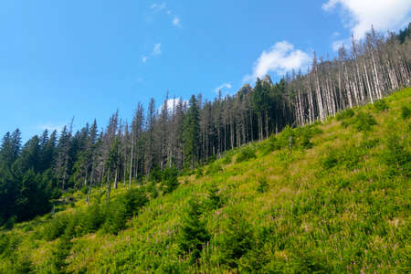 Beautiful view of the trees in the mountainous part. Sunny day.の写真素材