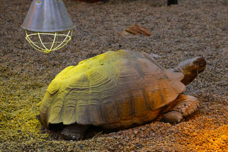 View of a large adult turtle in the sandの写真素材