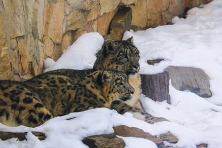 Beautiful adult leopards lie in the snowの写真素材