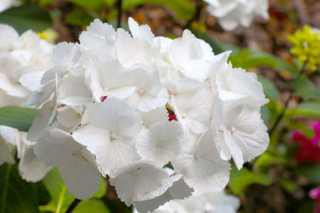 White flowering hydrangea in the park on a sunny dayの写真素材