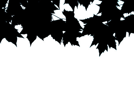 Black and white photo. The leaves of the tree on a white backgroundの写真素材