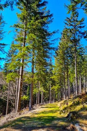 A young green forest against a blue skyの写真素材