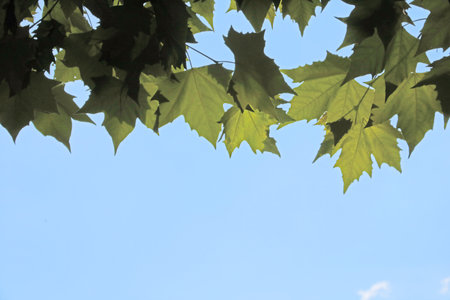 Green branches and leaves of a tree against the blue sky
