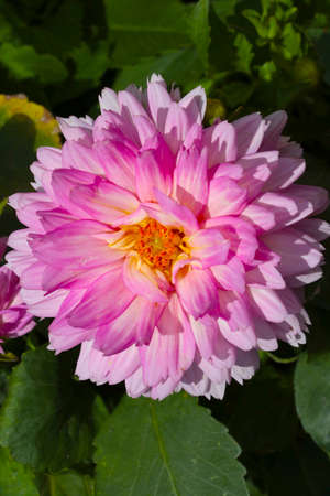 Top view of a flowering dahlia. A large bud of fragrant dahlia in the parkの写真素材