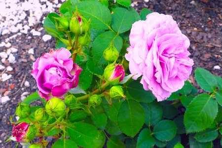 Top view of a flowering garden rose on a sunny dayの写真素材