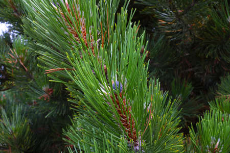 A young green branch ate in the forest. Background of natureの写真素材