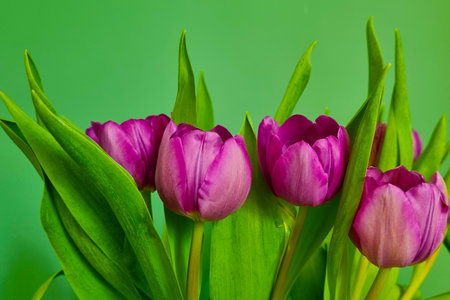 View of a bouquet of purple tulips against the background of the wallの写真素材