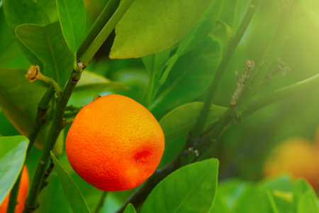 Close-up on a green tangerine branch with a fruit in the garden. Fresh tasty healthy fruits. Small evergreen tree, species of the genus Citrusの写真素材