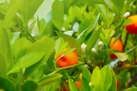 Selective focus, blurred background. Young green bushes with mandarines. Delicious healthy fruitsの写真素材