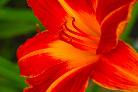 Out of focus, blurry background, blooming red lily.の写真素材