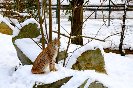 View of a beautiful young lynx in the snow in the forest.の写真素材