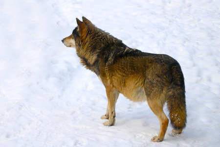 View of a beautiful adult wolf against the background of snow in the forest.の写真素材
