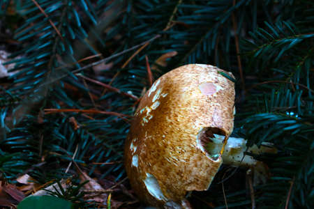 A large mushroom hid in the spruce branches. Forest atmosphere.