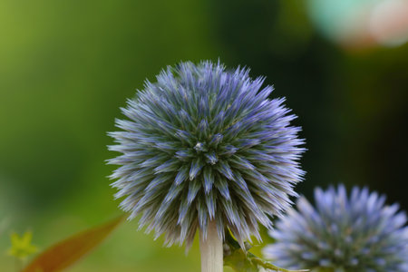 Mordovnik is a genus of perennial, less often annual, thorny herbaceous plants of the Astrov family. Used in medicineの写真素材