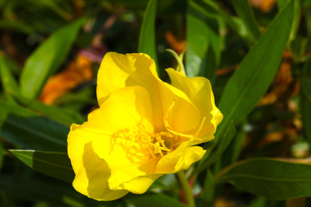 Blooming wildflowers. The concept of nature and useful herbsの写真素材