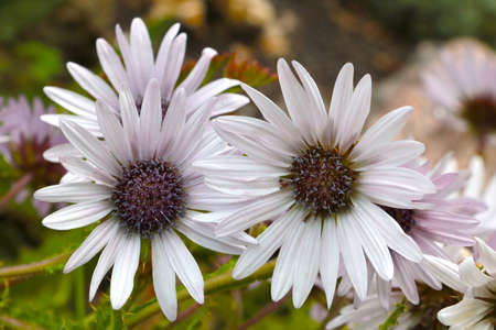 White daisies bloom in the park in summer or springの写真素材