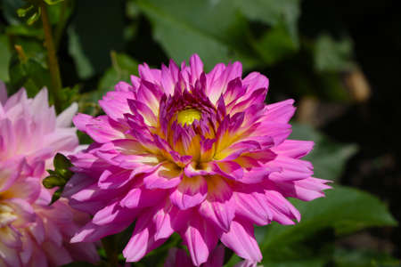 View of the blooming red dahlia in the parkの写真素材