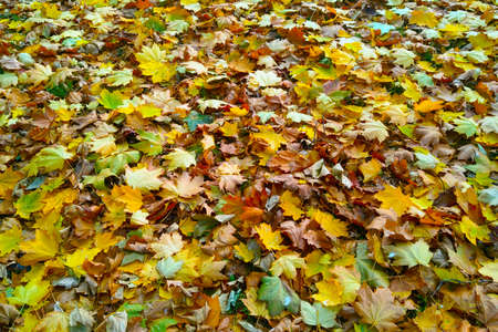 Beautiful fallen leaves on the grass in the fall in the parkの写真素材