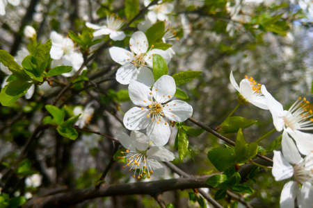 A cherry blossom branch in the garden in the springの写真素材