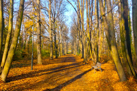 Beautiful view of the yellow park for a walk in autumnの写真素材