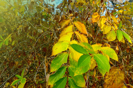 Beautiful bright yellow leaves on a bush or tree in autumnの写真素材