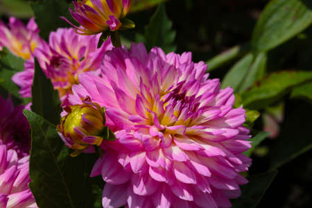 A large flowering dahlia bud in the gardenの写真素材
