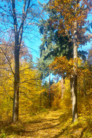 A picturesque yellow forest for walking in autumnの写真素材