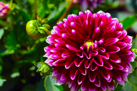 A red large bud of a flowering dahlia in the gardenの写真素材