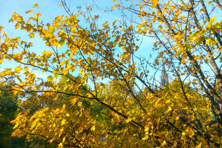 Yellow leaves on a tree on a sunny autumn dayの写真素材