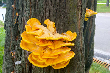 Large yellow mushrooms grow on the trunk of the treeの写真素材