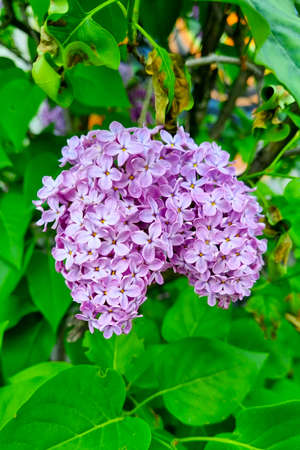 Blooming fragrant lilac bud in the garden. Used in perfumery