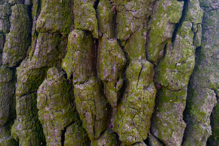 Close-up of the bark of an old tree, background, textureの写真素材