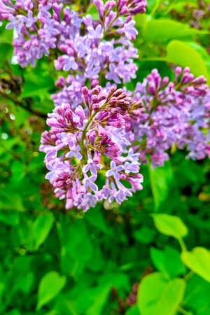 A flowering lilac branch in the park. Fragrant smell of springの写真素材