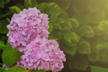 Blurry background, blooming hydrangea in the park in the springの写真素材