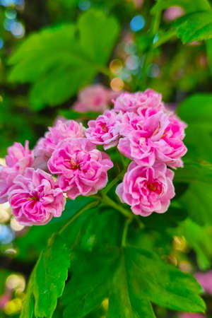 Pink flowering buds of garden roseの写真素材