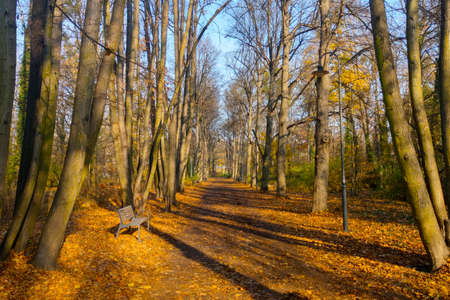 Beautiful yellow park for walking. Autumn landscapeの写真素材